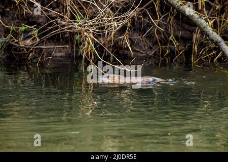 Un Muskrat in un fiume Foto Stock