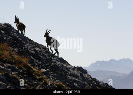 Due Capricorns su una montagna Foto Stock