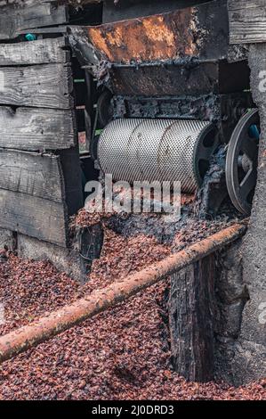 Foto di chicchi di caffè scattate nelle montagne della Repubblica Dominicana in una fattoria di caffè. Una foto di caffè secco è perfetta per la consistenza o per un esempio Foto Stock