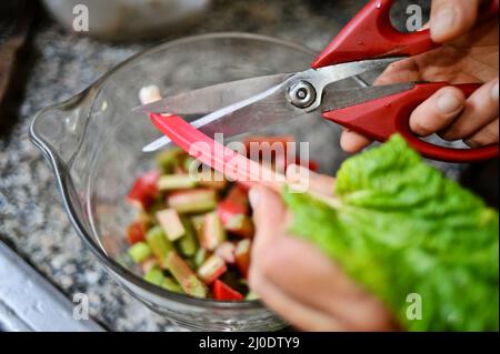 Taglio di gambi di rabarbaro freschi e biologici con forbici da cucina, mettendo in una ciotola di vetro sul bancone per ricetta, Browntown, Wisconsin, USA Foto Stock