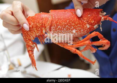 La donna tiene un'aragosta in un ristorante Foto Stock