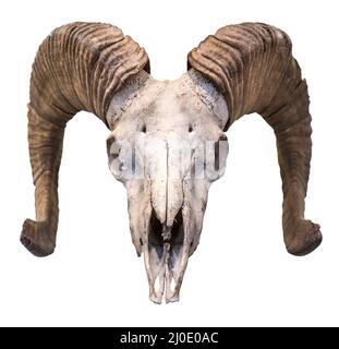 Cranio RAM isolato Foto Stock