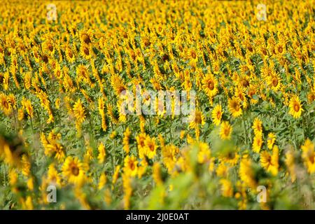 Campo di girasoli in fiore su una luce del tramonto Foto Stock
