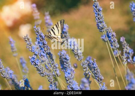 Un giallo farfalla a coda di rondine Foto Stock