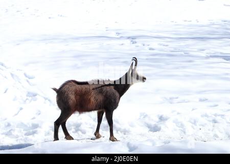 Un camoscio in inverno Foto Stock