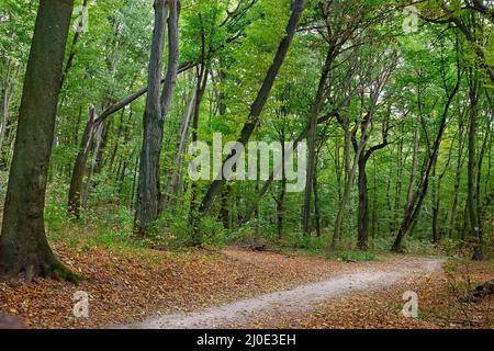 Cosparso di sentiero di foglie cadute nella foresta autunnale Foto Stock