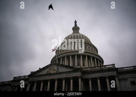 Washington, DC, Stati Uniti. 17th Mar 2022. Un uccello vola oltre il Campidoglio degli Stati Uniti a Washington, DC, Stati Uniti, giovedì 17 marzo, 2022. Credit: Al Drago/Pool via CNP/dpa/Alamy Live News Foto Stock