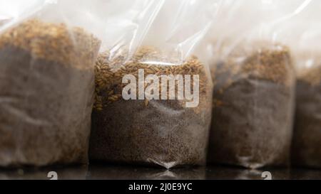 grani di segale in sacchetti di polipropilene prima della sterilizzazione. Sterilizzazione del grano contro batteri nocivi e spore fungine Foto Stock