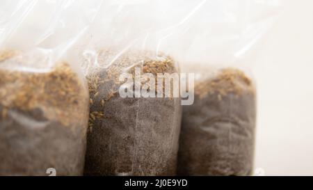 grani di segale in sacchetti di polipropilene prima della sterilizzazione. Sterilizzazione del grano contro batteri nocivi e spore fungine Foto Stock