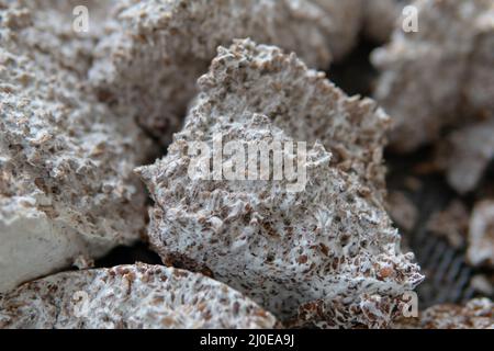 coltura di funghi con grano di segale. L'effetto terapeutico dell'assunzione di micelio. Hericium erinaceus e sostanze utili nel micelio del fungo Foto Stock