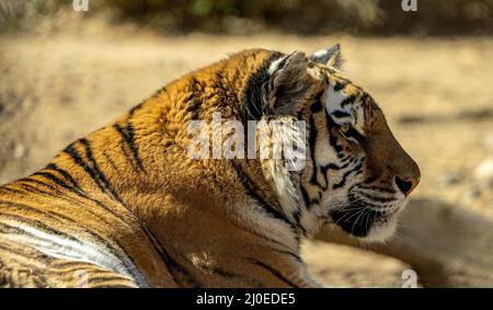 Una bella tigre siberiana che giace e riposa nel suo habitat naturale in una giornata di sole in estate Foto Stock
