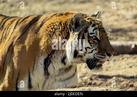 Bella tigre siberiana che giace e riposa nel suo habitat naturale in una giornata di sole in estate Foto Stock