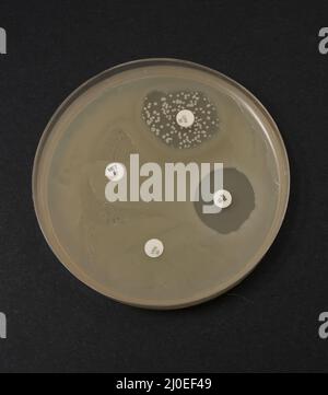 foto della crescita di colonie batteriche intorno ai dischi antibiotici Foto Stock