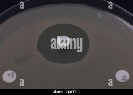 foto closeup della zona di inibizione della crescita batterica intorno al disco antibiotico Foto Stock