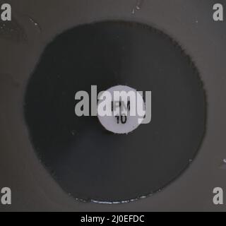 foto closeup della zona di inibizione della crescita batterica intorno al disco antibiotico Foto Stock