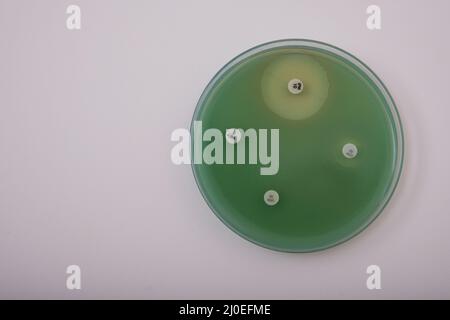 foto della crescita di batteri pseudomonas su agar nutriente con dischi antibiotici per testare la resistenza Foto Stock