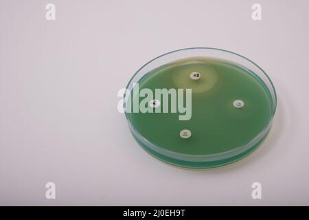 foto della crescita di batteri pseudomonas su agar nutriente con dischi antibiotici per testare la resistenza Foto Stock