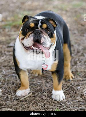 1-Year-Old Tricolor inglese Bulldog maschio cucciolo. Parco per cani al guinzaglio nella California settentrionale. Foto Stock