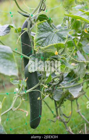 La crescita e la fioritura dei cetrioli da giardino - primo piano Foto Stock