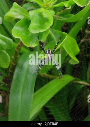 Hawaiian Garden Spider Argiope appensa su web su Maui, Hawaii, a Hana Foto Stock