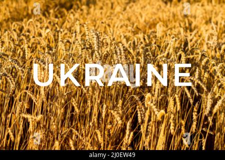 Guerra Ucraina. Primo piano di grano in campo. Sfondo di spighe maturanti di campo di grano giallo sullo sfondo del tramonto. Copia lo spazio all'orizzonte in rurale Foto Stock