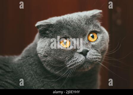 Scottish fold grigio gatto con occhi arancioni, closeup ritratto Foto Stock