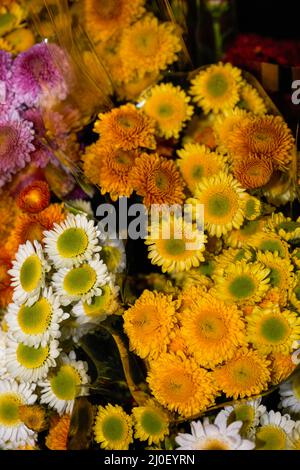 Primo piano di mazzi di crisantemi vari in vendita in un negozio di fiori Foto Stock
