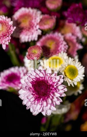 Primo piano di mazzi di crisantemi vari in vendita in un negozio di fiori Foto Stock