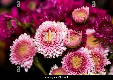 Primo piano di mazzi di crisantemi vari in vendita in un negozio di fiori Foto Stock