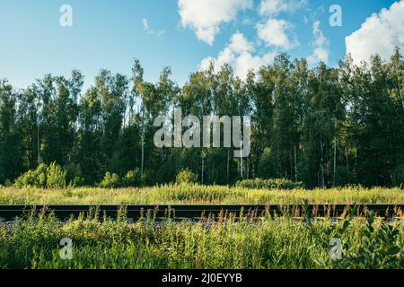 Ferrovia sullo sfondo di una foresta di betulla. Estate brillante e giorno di sole Foto Stock