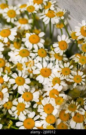 Primo piano di mazzi di crisantemi vari in vendita in un negozio di fiori Foto Stock