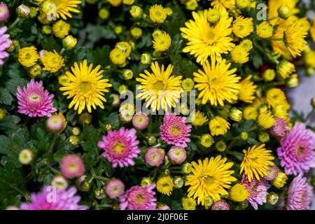 Primo piano di mazzi di crisantemi vari in vendita in un negozio di fiori Foto Stock