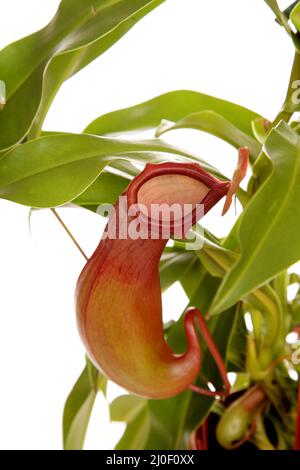 Nepenthé pianta carnivoro tropicale su sfondo bianco Foto Stock