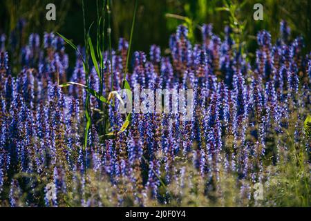 Cespugli di lavanda blu illuminati dal sole estivo serale nel Parco Zaryadye di Mosca. Macro shot con messa a fuoco selettiva con D superficiale Foto Stock