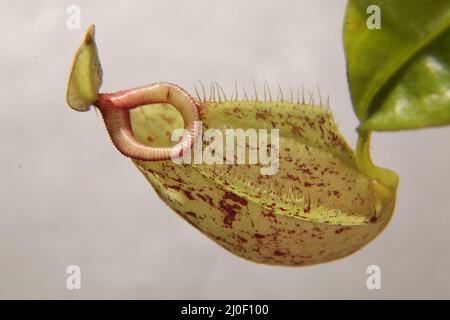 Nepenthé pianta carnivoro tropicale su sfondo Foto Stock