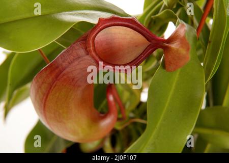 Nepenthé pianta carnivoro tropicale su sfondo bianco Foto Stock