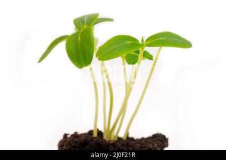 Germogli giovani verdi dal suolo. Raccolto agricolo. Piante crescenti. Foto Stock