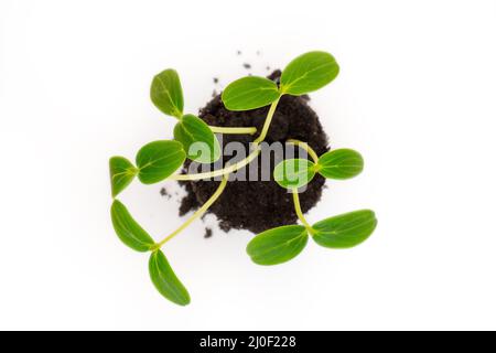 Germogli giovani verdi dal suolo. Raccolto agricolo. Piante crescenti. Foto Stock