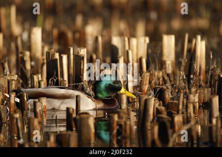 Un'anatra di Mallard maschio (Anas platyrhynchos) che nuota attraverso i ceppi di canne corte in un laghetto. Preso a Victoria, Columbia Britannica, Canada. Foto Stock