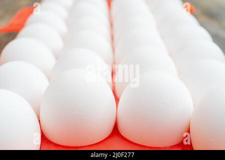Uova di pollo bianche. Prodotto alimentare utile. File dritte di uova. Foto Stock