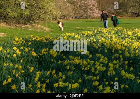 Bruxelles, Belgio. 18th Mar 2022. La gente cammina accanto ai narcisi fiorenti del Parco Laeken a Bruxelles, Belgio, 18 marzo 2022. Credit: Zhang Cheng/Xinhua/Alamy Live News Foto Stock