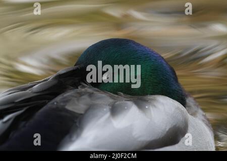 Un primo piano della testa di un maschio dormiente Mallard (Anas platyrhynchos) all'ombra con il suo occhio chiuso e becco nascosto nelle sue piume posteriori. Preso Foto Stock