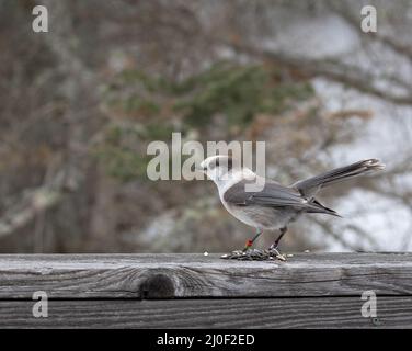 Nutrire il Canada Gray Jay in Algonquin Park Ontario in primavera. Foto Stock