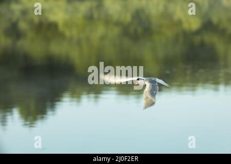 L'uccello della Terna vola sopra un laghetto Foto Stock