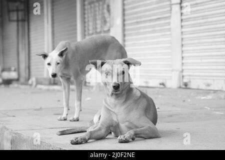 Immagine di cani vaganti in cerca Foto Stock