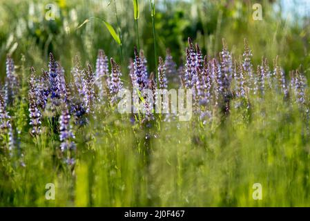 Cespugli di lavanda blu illuminati dal sole estivo serale nel Parco Zaryadye di Mosca. Macro shot con messa a fuoco selettiva con D superficiale Foto Stock