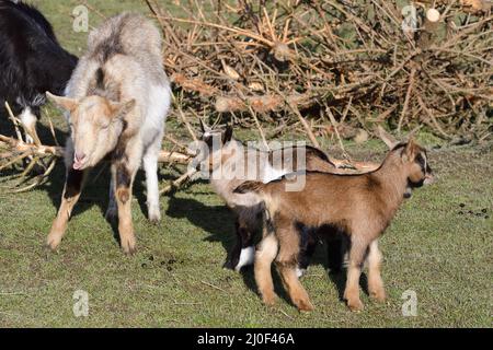 Capra giovane con la Madre Foto Stock