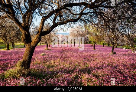 Bel campo con secchio viola di fiori nel terreno. Foto Stock