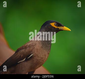 Primo piano di bella myna comune (acridoteres tristis) Foto Stock