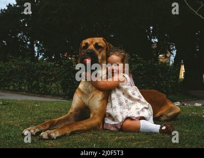 Hermie il Grande Dane è raffigurato con il suo amico, Emma di 3 anni, ricco di Bridgwater, Somerset. 6th luglio 1980. Foto Stock